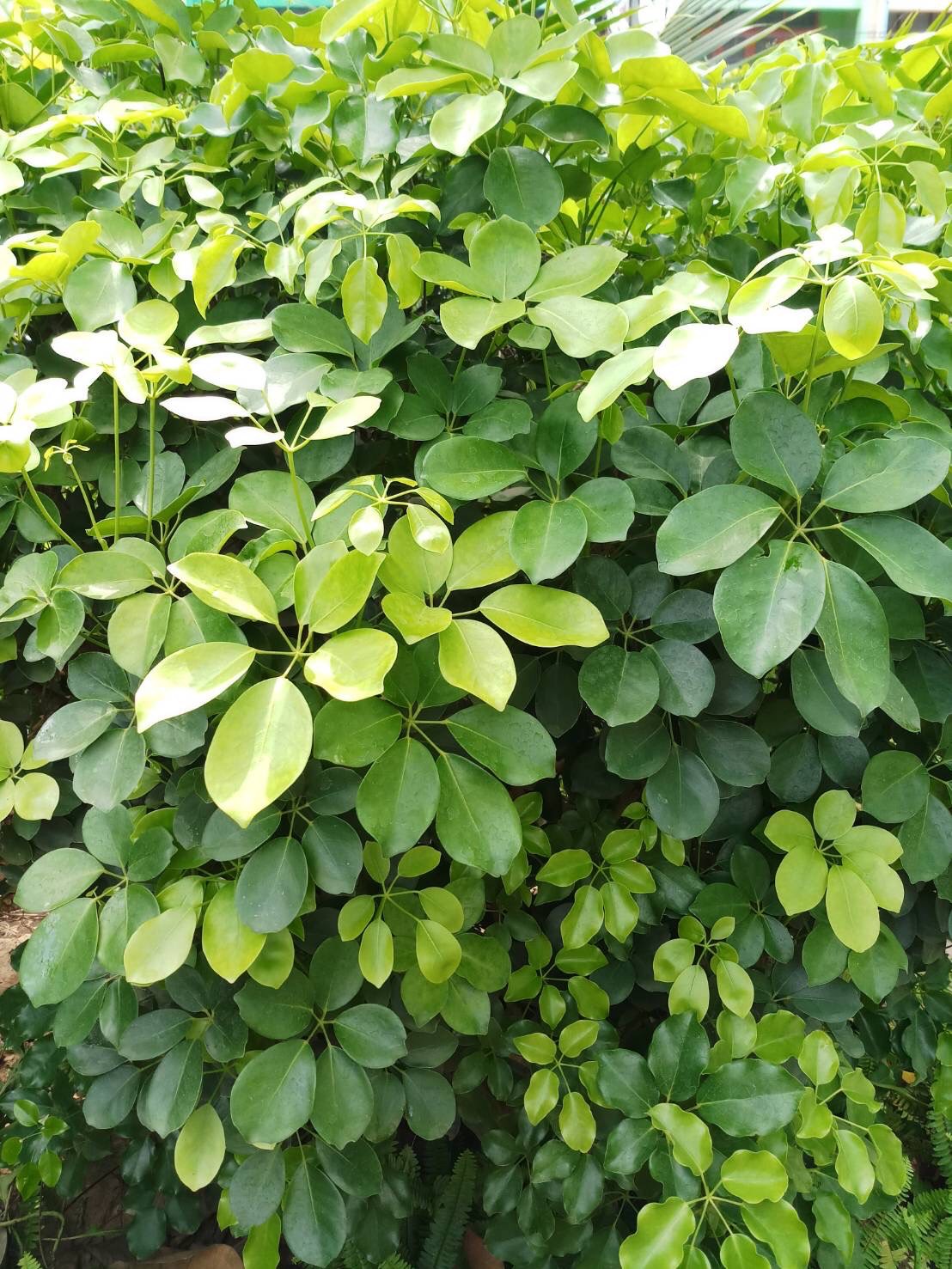 นิ้วมือพระนารายณ์ Schefflera elliptica (Blume) Harms   <br/>ARALIACEAE