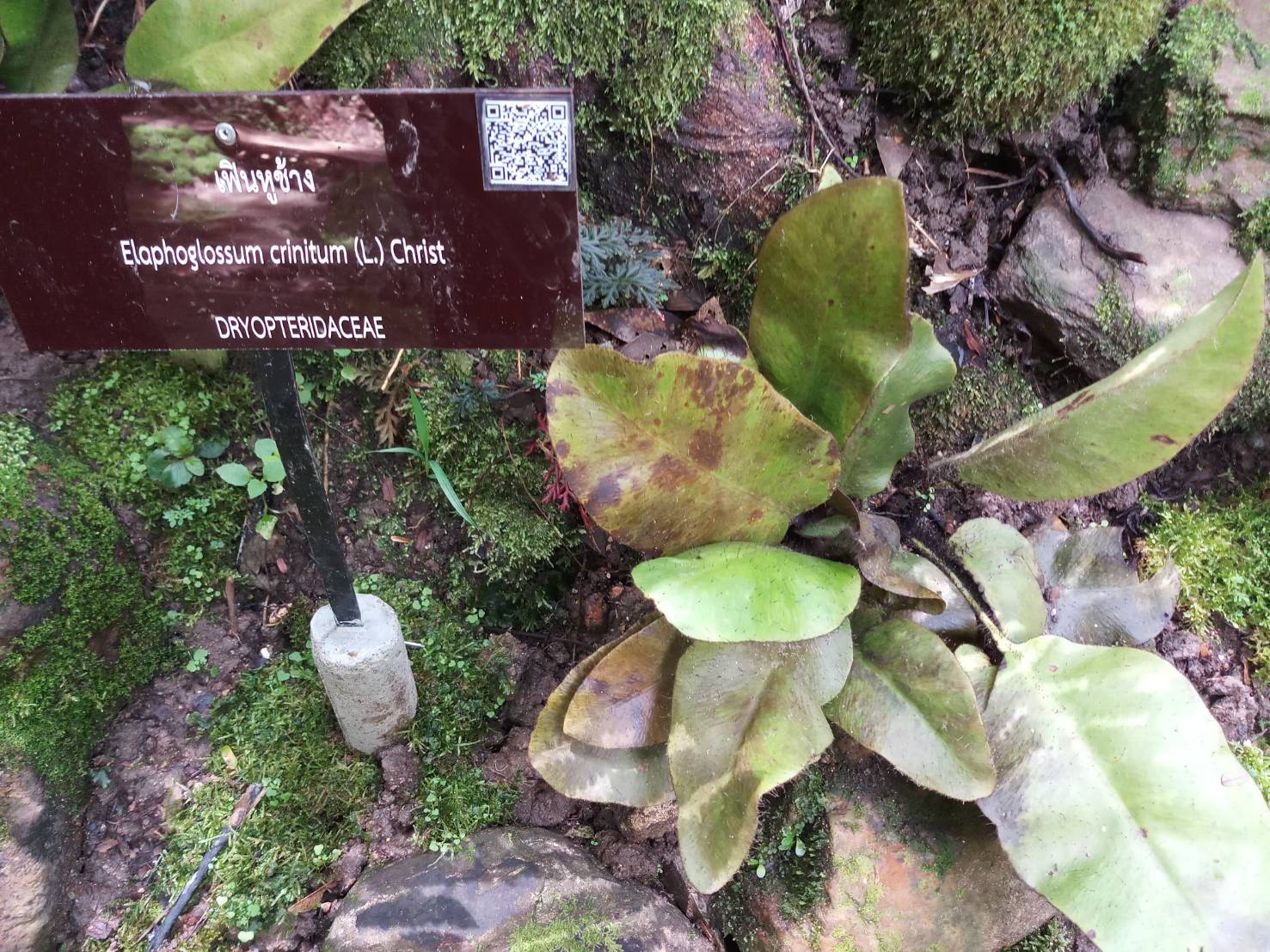เฟินหูช้าง Elaphoglossum crinitum (L.)Christ<br/>Dryopteridaceae