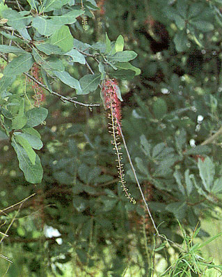 จิกน้ำ Barringtonia acutangula (L.) Gaertn.<br/>BARRINGTONIACEAE