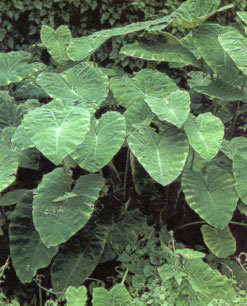 บอน Colocasia eaculenta var. aquatilis Hassk.<br/>ARACEAE