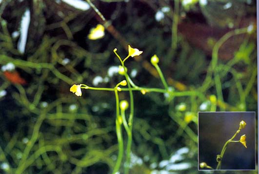 สาหร่ายข้าวเหนียวเล็ก Uticularia gibba L.<br/>LENTIBULARIACEAE