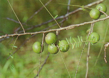 มะขามป้อม Phyllanthus emblica L.<br/>EUPHORBIACEAE