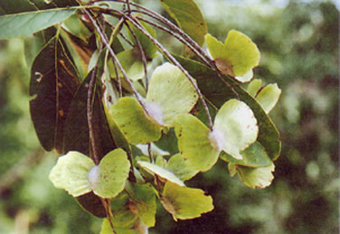 แหนนา Terminalia glaucifolia Craib<br/>COMBRETACEAE