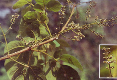 ผ่าเสี้ยน Vitex canescens Kurz<br/>Lamiaceae