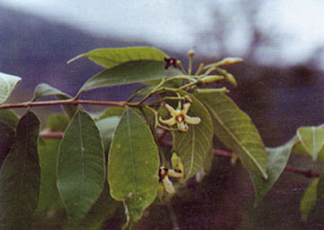 โมกมัน Wrightia arborea (Dennst.) Mabb.<br/>APOCYNACEAE