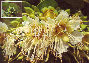 ลำพูป่า Duabanga grandiflora Walp.<br/>LYTHRACEAE