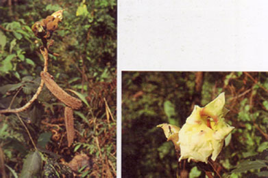 แคหางค่าง Markhamia stipulata Seem.ex K. Schum. Var. kerrii Sprague<br/>BIGNONIACEAE