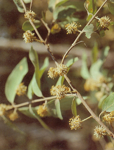 ตะเคียนหนู Anogeissus acuminata (Roxd. ex DC.) Guill.&Perr.<br/>COMBRETACEAE