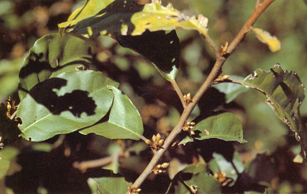 มะหลอด Elaeagnus latifolia Linn.<br/>ELAEAGNACEAE