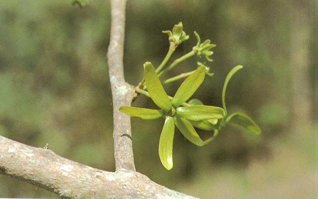 ยางโอน Polyalthia viridis Craib<br/>ANNONACEAE