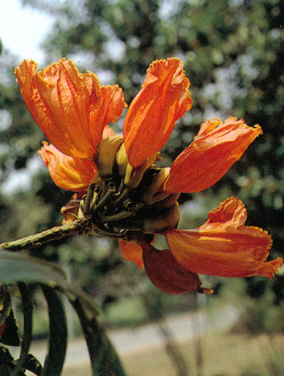 แคแสด Spathodea campanulata P.Beauv.<br/>BIGNONIACEAE