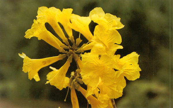 เหลืองอินเดีย Handroanthus chrysanthus (Jacq.) S.O. Grose<br/>BIGNONIACEAE