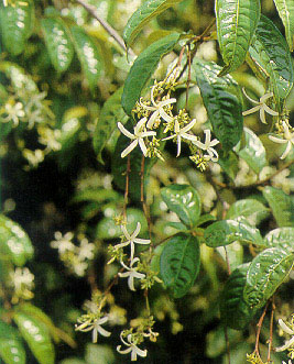 โมกเครือ Aganosma marginata (Roxb.) G. Don<br/>APOCYNACEAE