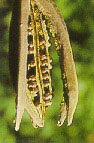 นกขมิ้น Aristolochia grandis Craib<br/>ARISTOLOCHIACEAE