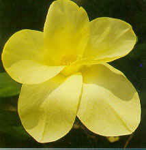 ชงโคดอกเหลือง Bauhinia tomentosa Linn.<br/>CAESALPINIACEAE