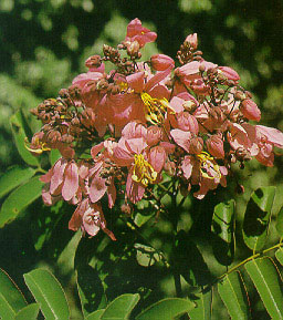 กัลปพฤกษ์เปลือกขม Cassia agnes Brenan<br/>CAESALPINIACEAE