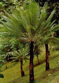 ปรงป่า Cycas siamensis Miq.<br/>CYCADACEAE