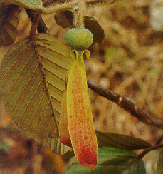ยางเหียง Dipterocarpus obtusifolius Teijsm. ex Miq.<br/>DIPTEROCARPACEAE