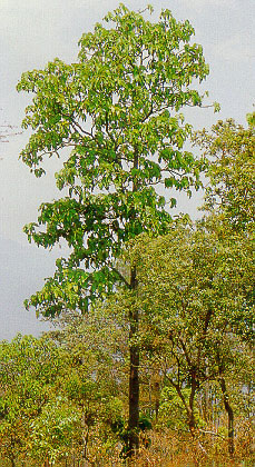 พลวง Dipterocarpus tuberculatus Roxb.<br/>DIPTEROCARPACEAE