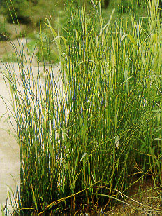 หญ้าถอดปล้อง Equisetum debile Roxb.<br/>EQUISETACEAE