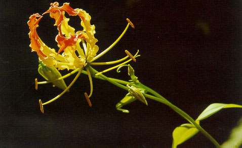 ดองดึง Gloriosa superba L.<br/>LILIACEAE