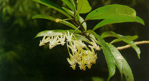 ต้างไม้พันงู Hoya multiflora Blume<br/>ASCLEPIADACEAE