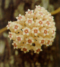 นมตำเลีย Hoya ovalifolia Wight & Arn.<br/>ASCLEPIADACEAE