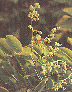 มะค่าโมง Afzelia xylocarpa (Kurz) Craib<br/>CAESALPINIACEAE