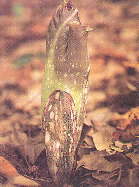 บุก Amorphophallus campanulatus Bl. ex Decne.<br/>ARACEAE