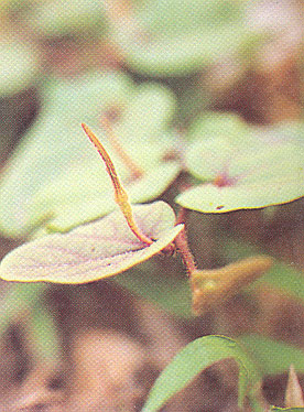 กอมก้อยลอดขอน Aristolochia arenicola Hance<br/>ARISTOLOCHIACEAE