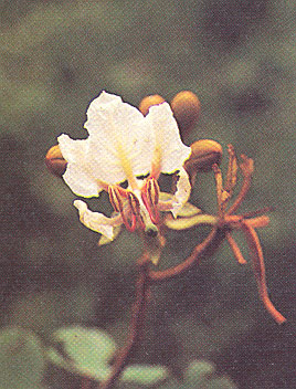 เสี้ยวแก้ว Bauhinia nervosa (Wall.ex Benth.) Baker<br/>CAESALPINIACEAE