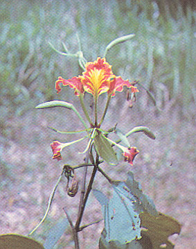 ชงโคดำ Bauhinia pottsii var.mollissima  (Wall.ex Prain.) K & S.S.Larsen<br/>CAESALPINIACEAE