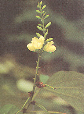 เสี้ยวฟ่อม Bauhinia viridescens Desv.<br/>CAESALPINIACEAE