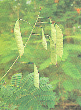หางนกยูงไทย caesalpinia pulcherrima (Linn.) Swartz<br/>CAESALPINIACEAE