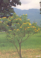 ทรงบาดาล Cassia surattensis Burm.f.<br/>CAESALPINIACEAE