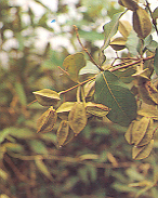 คดสัง Combretum trifoliatum Vent.<br/>COMBRETACEAE