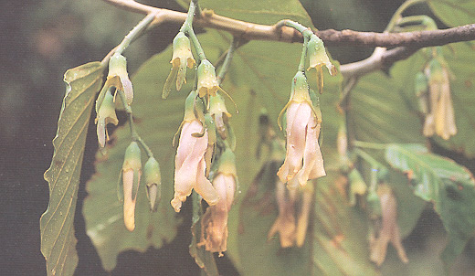 ยางแดง Dipterocarpus turbinatus Gaertn. f.<br/>DIPTEROCARPACEAE