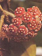 สลิท Hoya diversifolia Blume<br/>ASCLEPIADACEAE