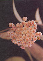 ต้างหนูผี Hoya parvifolia Wight<br/>ASCLEPIADACEAE