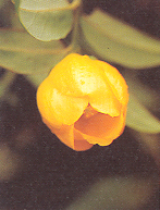 บัวทอง Hypericum hookerianum Wight et Arn.<br/>CLUSIACEAE (GUTTIFERAE)