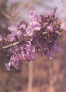 ศรีตรัง Jacaranda obtusifolia ssp. Rhombifolia (Meijer) Gentry<br/>BIGNONIACEAE