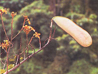 เถาไฟ Bauhinia integrifolia Roxb.<br/>CAESALPINIACEAE