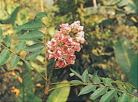 ชมภูพูคา Bretschneidera sinensis Hemsl.<br/>BRETSCHNEIDERACEAE