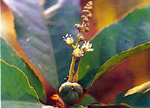 เปล้าน้อย Croton subiyratus Kurz<br/>EUPHORBIACEAE