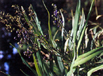 หญ้าหนูต้น Dianella ensifolia (Linn.) DC.<br/>LILIACEAE