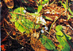 ปัดน้ำ Drosera peltata J. E. Smith ex Willd.<br/>DROSERACEAE