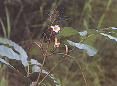 เพกาผู้ Radermachera glanulosa (Bl.) Miq.<br/>BIGNONIACEAE