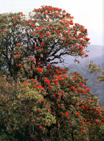 กุหลาบพันปี Rhododendron arboreum ssp. Delavayi (Franch.) Chamberlain<br/>ERICACEAE
