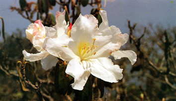 คำขาวเชียงดาว Rhododendron ludwigianum Hoss.<br/>ERICACEAE