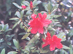 กุหลาบแดง Rhododendron simsii Planch<br/>ERICACEAE